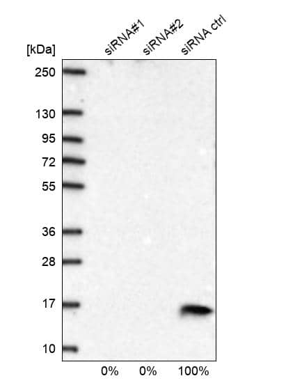 COX5b Antibody - BSA Free Western Blot: COX5b Antibody - BSA Free [NBP1-89499]