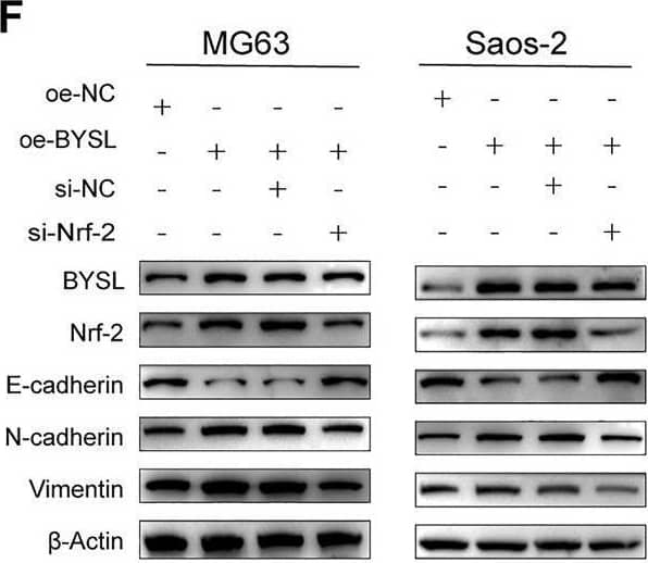 BYSL Antibody - BSA Free