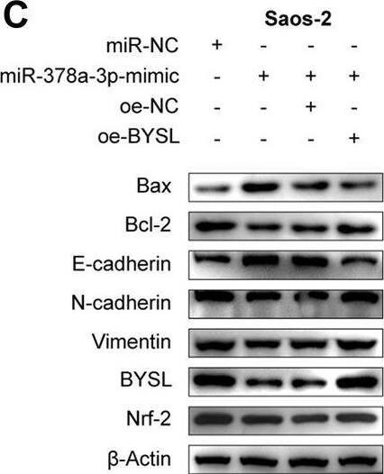 BYSL Antibody - BSA Free