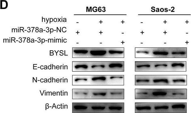 BYSL Antibody - BSA Free