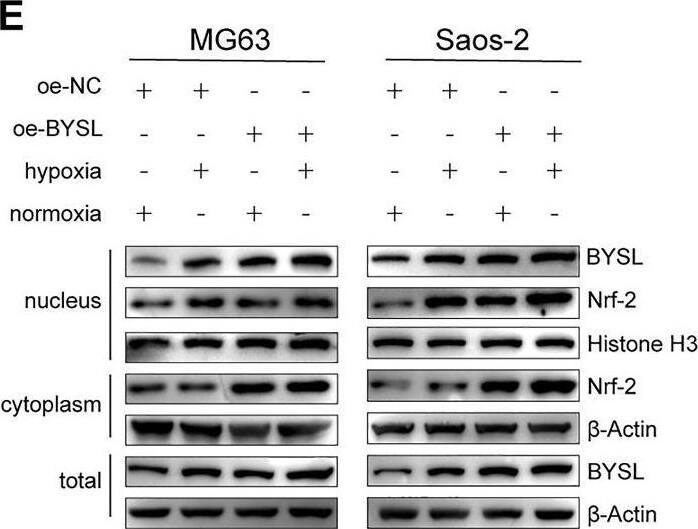 BYSL Antibody - BSA Free