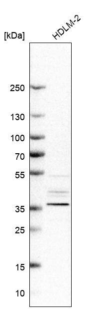 PCBP3 Antibody - BSA Free Western Blot: PCBP3 Antibody - BSA Free [NBP1-89505]