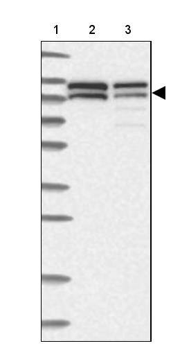 NVL Antibody - BSA Free Western Blot: NVL Antibody - BSA Free [NBP1-89508]