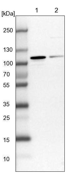 NVL Antibody - BSA Free Western Blot: NVL Antibody - BSA Free [NBP1-89508]