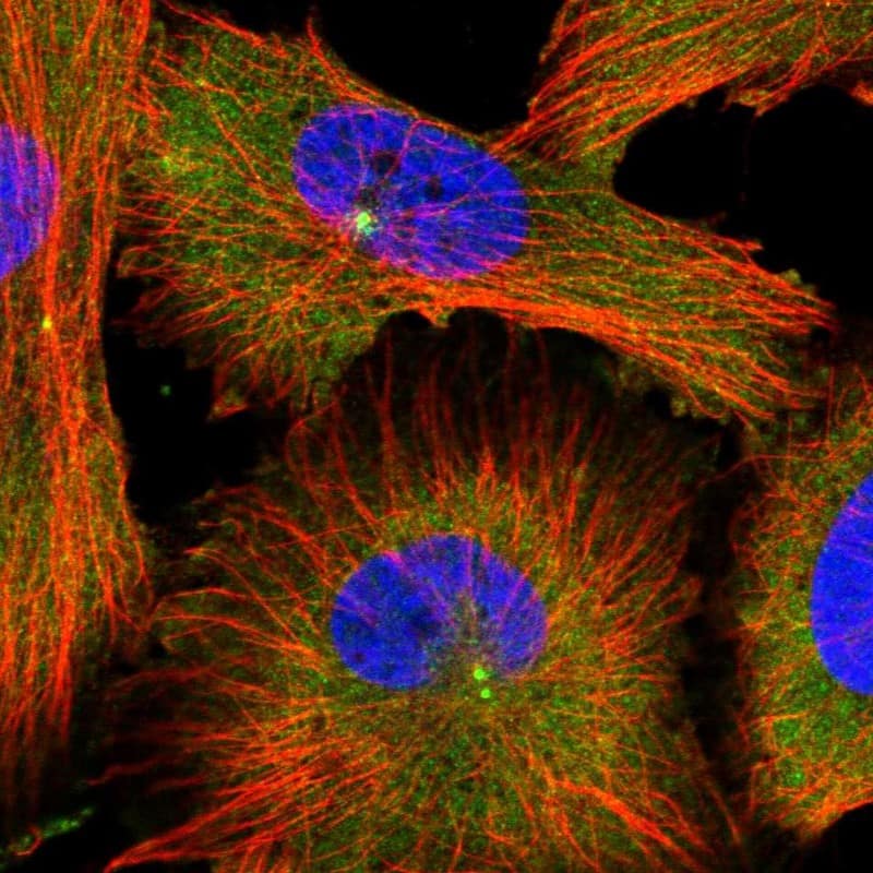 MDH1 Antibody - BSA Free Immunocytochemistry/ Immunofluorescence: MDH1 Antibody [NBP1-89515]
