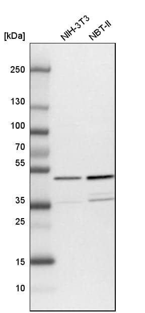 NUDC Antibody - BSA Free Western Blot: NUDC Antibody - BSA Free [NBP1-89517]