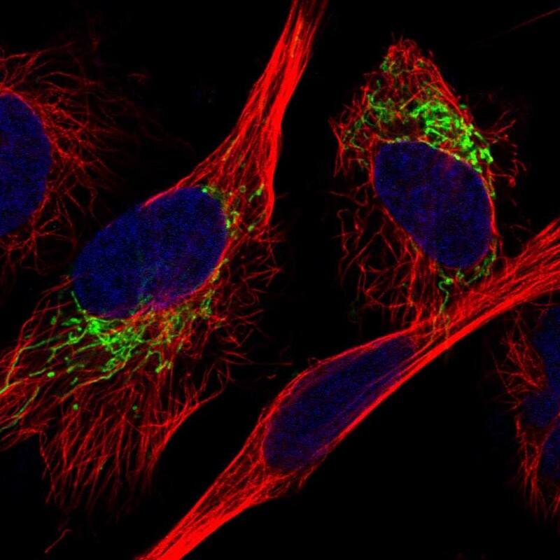 MDH2 Antibody - BSA Free Immunocytochemistry/ Immunofluorescence: MDH2 Antibody [NBP1-89518]