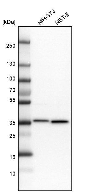 MDH2 Antibody - BSA Free Western Blot: MDH2 Antibody - BSA Free [NBP1-89518]