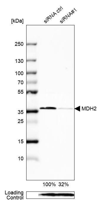 MDH2 Antibody - BSA Free Western Blot: MDH2 Antibody - BSA Free [NBP1-89518]