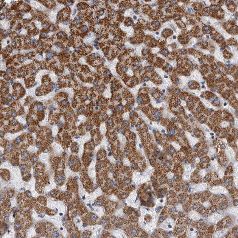 MDH2 Antibody - BSA Free Immunohistochemistry-Paraffin: MDH2 Antibody - BSA Free [NBP1-89518]