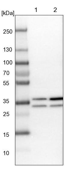 RPA2 Antibody - BSA Free Western Blot: RPA2 Antibody - BSA Free [NBP1-89524]