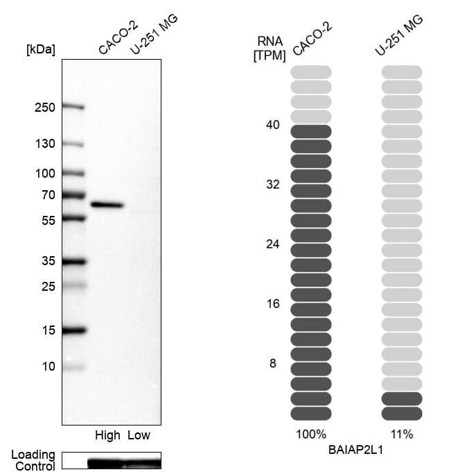 BAIAP2L1 Antibody - BSA Free Western Blot: BAIAP2L1 Antibody - BSA Free [NBP1-89528]