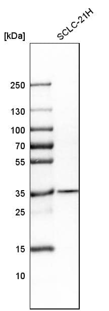 CDCA5 Antibody - BSA Free Western Blot: CDCA5 Antibody - BSA Free [NBP1-89530]