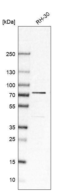 SRP68 Antibody - BSA Free Western Blot: SRP68 Antibody - BSA Free [NBP1-89532]