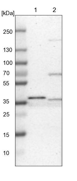 CRYZ Antibody - BSA Free Western Blot: CRYZ Antibody - BSA Free [NBP1-89533]