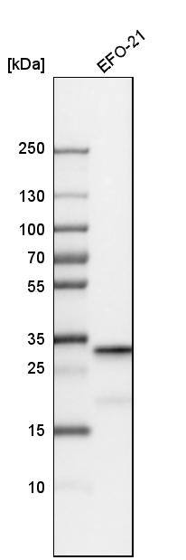 Sirtuin 5/SIRT5 Antibody - BSA Free Western Blot: Sirtuin 5/SIRT5 Antibody - BSA Free [NBP1-89535]
