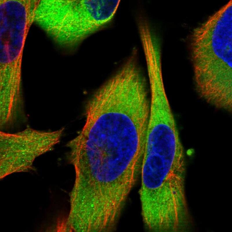 CRYZ Antibody - BSA Free Immunocytochemistry/ Immunofluorescence: CRYZ Antibody [NBP1-89536]