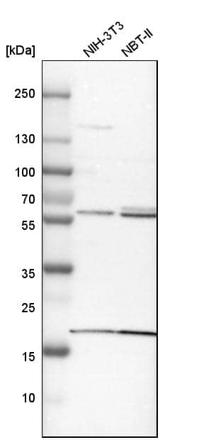 BAIAP2L1 Antibody - BSA Free Western Blot: BAIAP2L1 Antibody - BSA Free [NBP1-89537]
