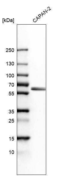 BAIAP2L1 Antibody - BSA Free Western Blot: BAIAP2L1 Antibody - BSA Free [NBP1-89537]