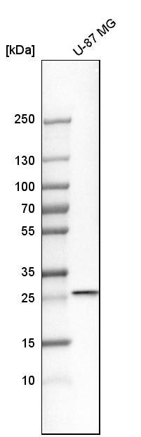 RAB27B Antibody - BSA Free Western Blot: RAB27B Antibody - BSA Free [NBP1-89538]