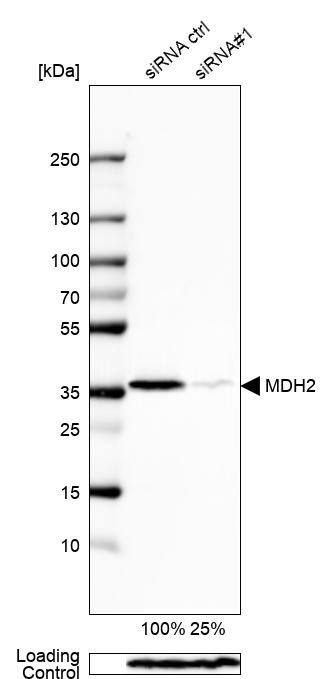 MDH2 Antibody - BSA Free Western Blot: MDH2 Antibody - BSA Free [NBP1-89539]