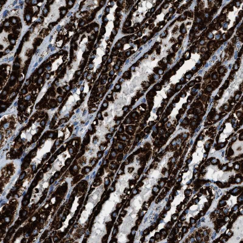 MDH2 Antibody - BSA Free Immunohistochemistry-Paraffin: MDH2 Antibody - BSA Free [NBP1-89539]