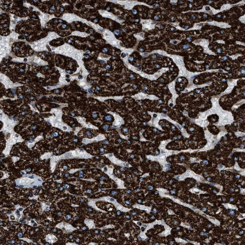 MDH2 Antibody - BSA Free Immunohistochemistry-Paraffin: MDH2 Antibody - BSA Free [NBP1-89539]