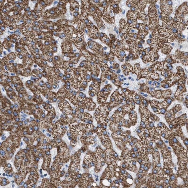 MDH2 Antibody - BSA Free Immunohistochemistry-Paraffin: MDH2 Antibody - BSA Free [NBP1-89540]