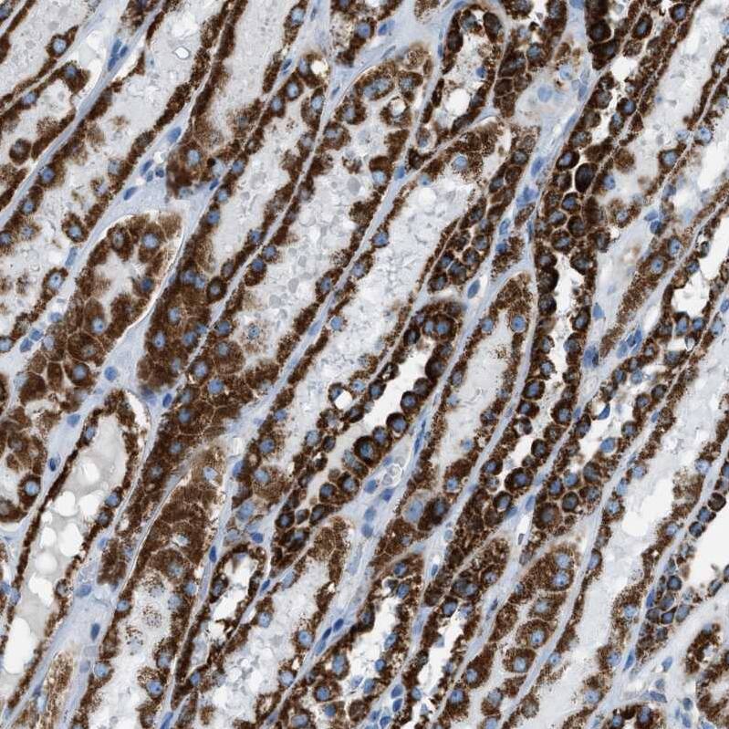 MDH2 Antibody - BSA Free Immunohistochemistry-Paraffin: MDH2 Antibody - BSA Free [NBP1-89540]