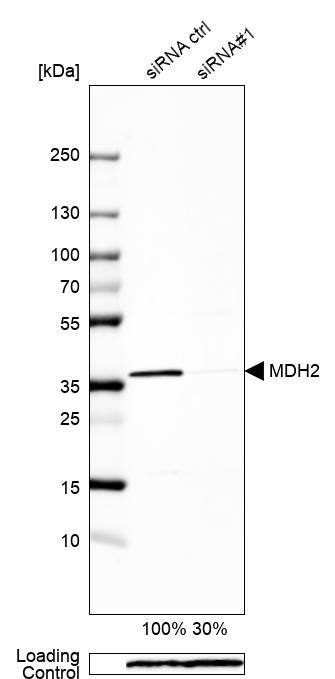 MDH2 Antibody - BSA Free Western Blot: MDH2 Antibody - BSA Free [NBP1-89540]