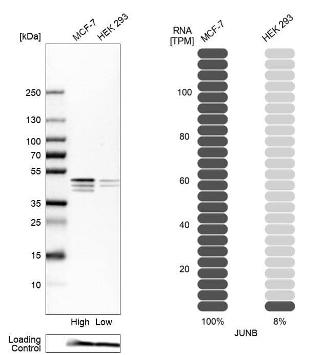 JunB/AP-1 Antibody - BSA Free Western Blot: JunB/AP-1 Antibody - BSA Free [NBP1-89544]