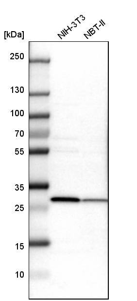 ETFB Antibody - BSA Free Western Blot: ETFB Antibody - BSA Free [NBP1-89545]