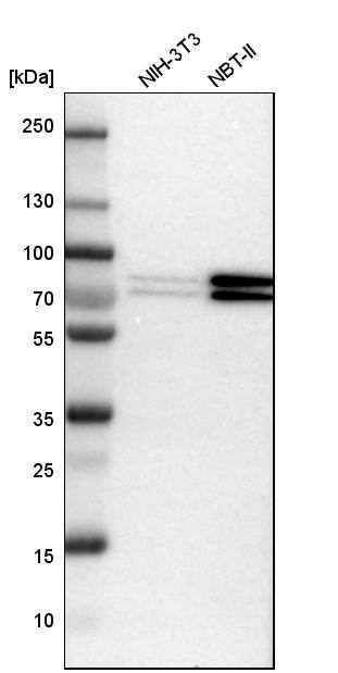 FXR1 Antibody - BSA Free Western Blot: FXR1 Antibody - BSA Free [NBP1-89546]