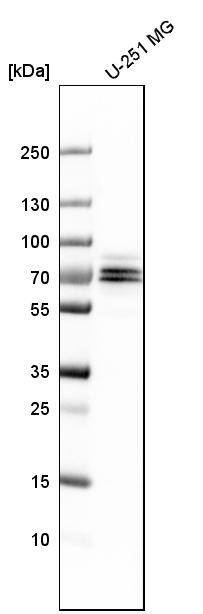 FXR1 Antibody - BSA Free Western Blot: FXR1 Antibody - BSA Free [NBP1-89546]