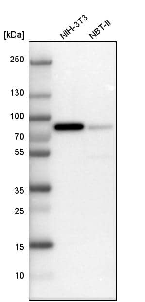 LPP Antibody - BSA Free Western Blot: LPP Antibody - BSA Free [NBP1-89549]