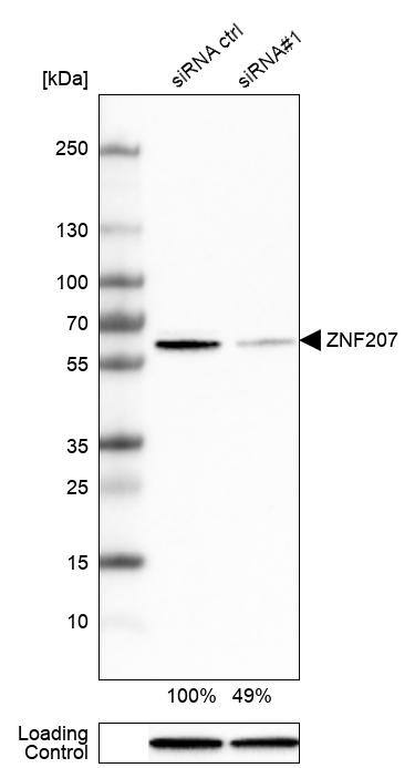 ZNF207 Antibody - BSA Free Western Blot: ZNF207 Antibody - BSA Free [NBP1-89550]