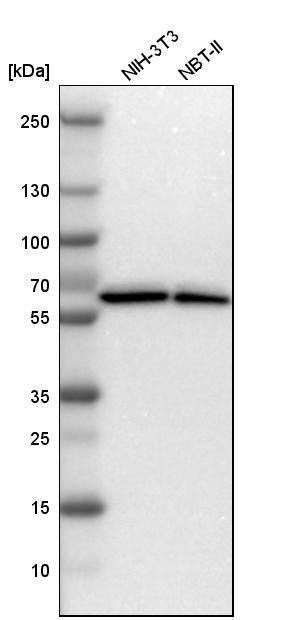 ZNF207 Antibody - BSA Free Western Blot: ZNF207 Antibody - BSA Free [NBP1-89550]