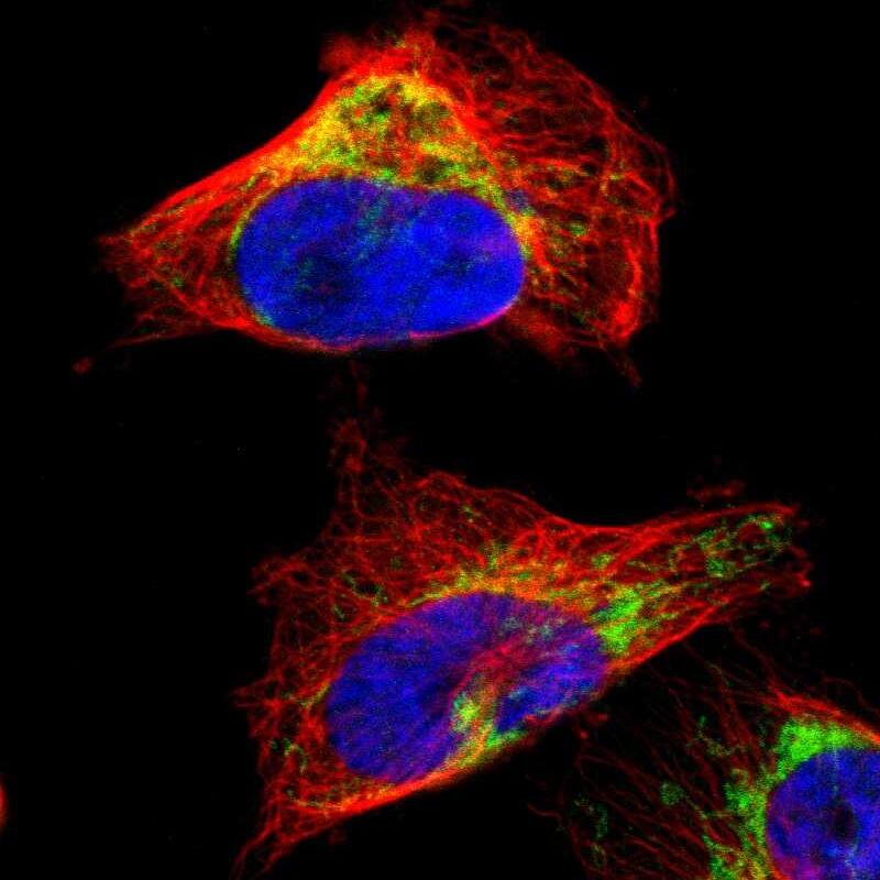 LETM1 Antibody - BSA Free Immunocytochemistry/ Immunofluorescence: LETM1 Antibody [NBP1-89556]
