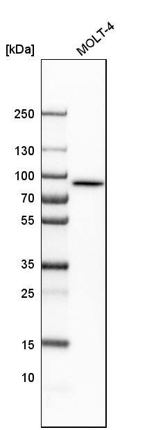 LETM1 Antibody - BSA Free Western Blot: LETM1 Antibody - BSA Free [NBP1-89556]