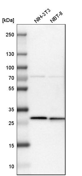 CLPP Antibody - BSA Free Western Blot: CLPP Antibody - BSA Free [NBP1-89557]
