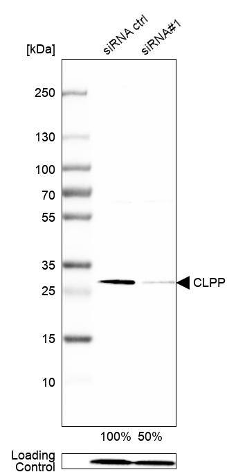 CLPP Antibody - BSA Free Western Blot: CLPP Antibody - BSA Free [NBP1-89557]