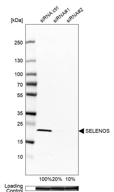 SELS Antibody - BSA Free Western Blot: SELS Antibody - BSA Free [NBP1-89558]