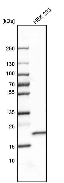 SELS Antibody - BSA Free Western Blot: SELS Antibody - BSA Free [NBP1-89558]