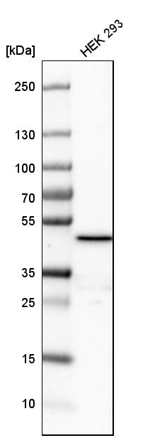 FDFT1 Antibody - BSA Free Western Blot: FDFT1 Antibody - BSA Free [NBP1-89560]