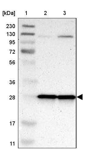 MRPL9 Antibody - BSA Free Western Blot: MRPL9 Antibody - BSA Free [NBP1-89561]