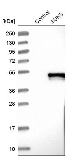 SUNC1 Antibody - BSA Free Western Blot: SUNC1 Antibody - BSA Free [NBP1-89567]
