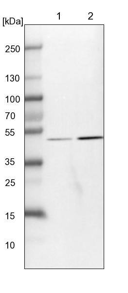 Sin1/MAPKAP1 Antibody - BSA Free Western Blot: Sin1/MAPKAP1 Antibody - BSA Free [NBP1-89569]