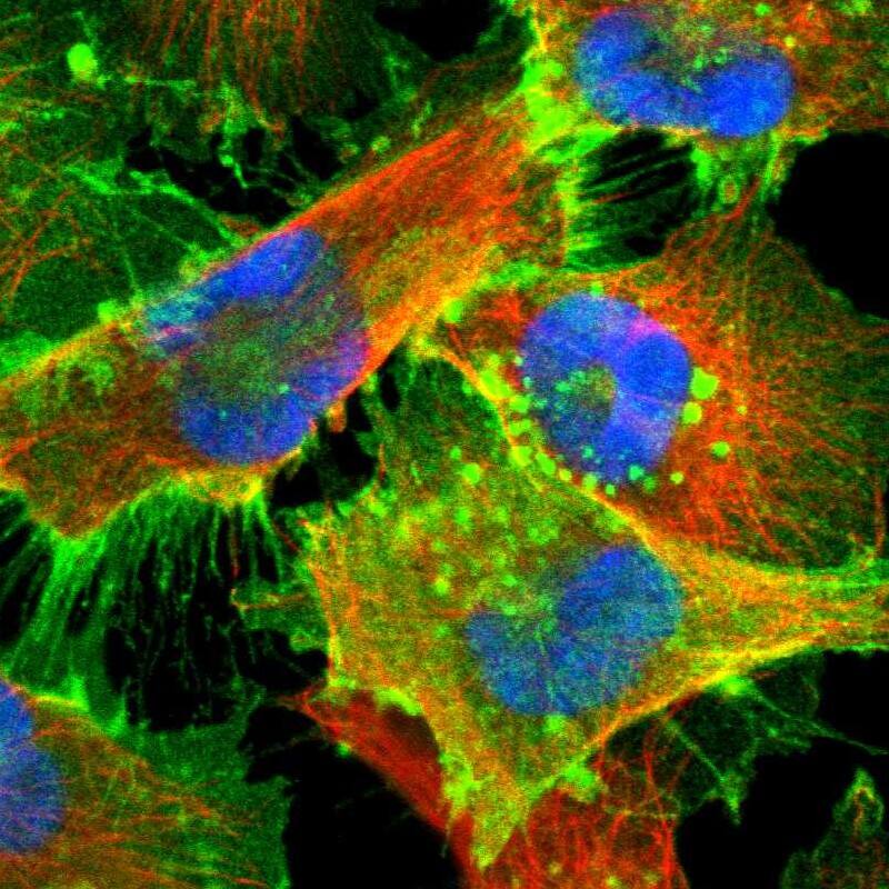 MCT1/SLC16A1 Antibody - BSA Free Immunocytochemistry/ Immunofluorescence: MCT1/SLC16A1 Antibody [NBP1-89574]