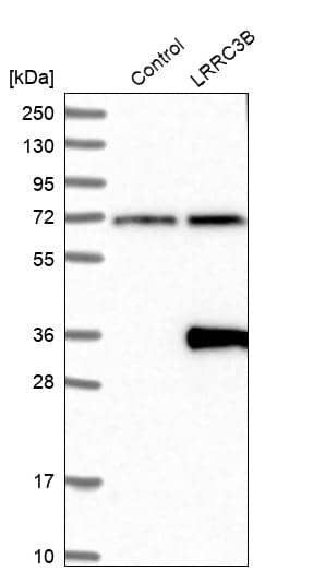 LRRC3B/LRP15 Antibody - BSA Free Western Blot: LRRC3B/LRP15 Antibody - BSA Free [NBP1-89579]