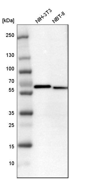 MST2/STK3 Antibody - BSA Free Western Blot: MST2/STK3 Antibody - BSA Free [NBP1-89586]